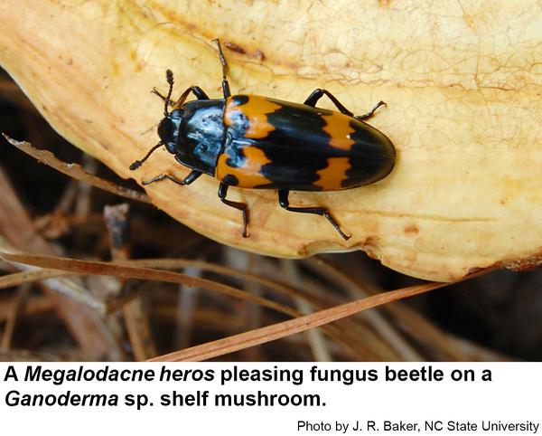 Megalodacne pleasing fungus beetle